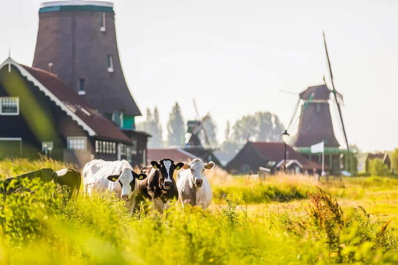 From Amsterdam: Cheese, Windmills & Wooden Shoes Tour - FAQs