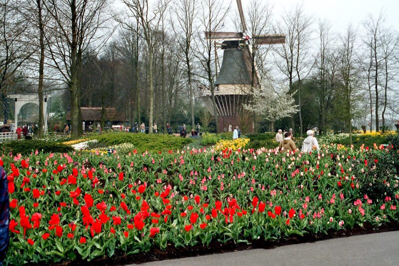 From Amsterdam: Keukenhof and Haarlem Full-Day Guided Tour - Keukenhof Gardens Highlights