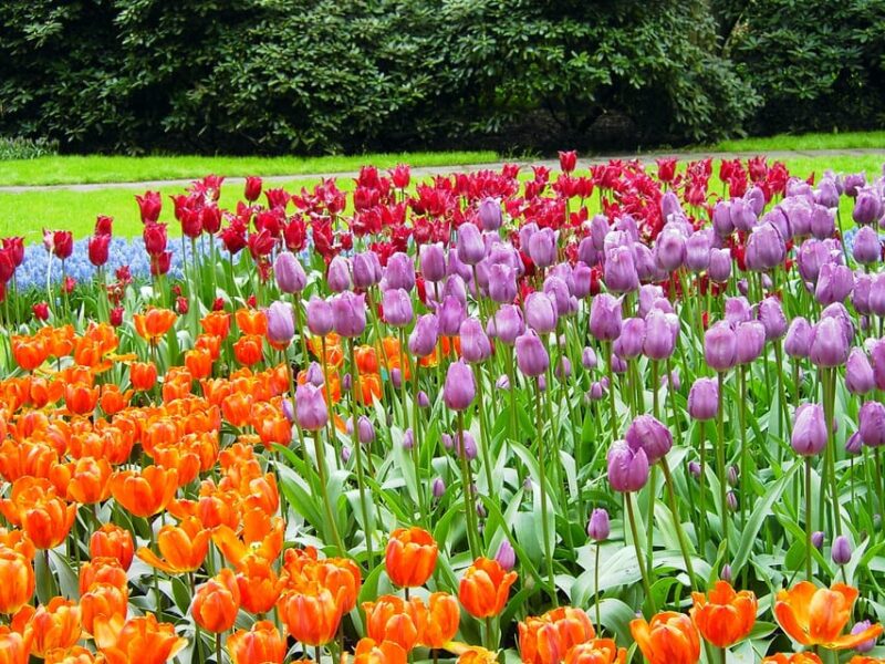From Amsterdam: Keukenhof and Haarlem Full-Day Guided Tour - Exploring Haarlem