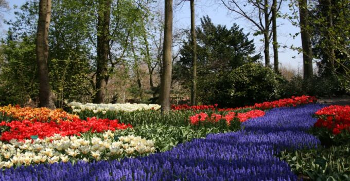 From Amsterdam: Keukenhof and Haarlem Full-Day Guided Tour - Local Attractions and Experiences