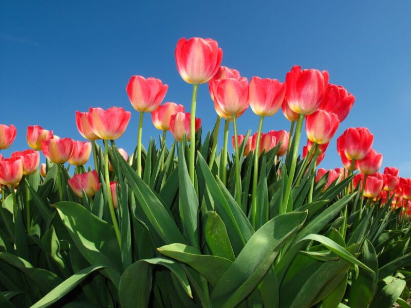 From Amsterdam: Keukenhof Flower Park Transfer & Ticket 2025 - Highlights of Keukenhof