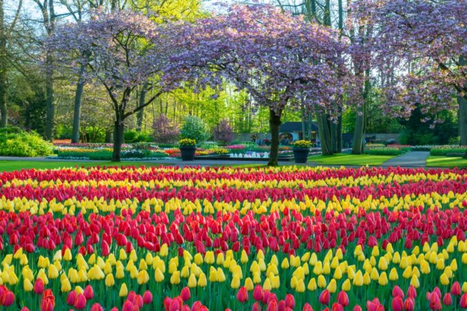 From Amsterdam: Keukenhof Flower Park Transfer & Ticket 2025 - Transportation Experience