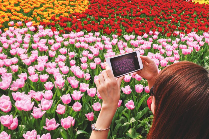 From Amsterdam: Keukenhof Tulips, Windmills & Volendam - Exploring Keukenhof Gardens