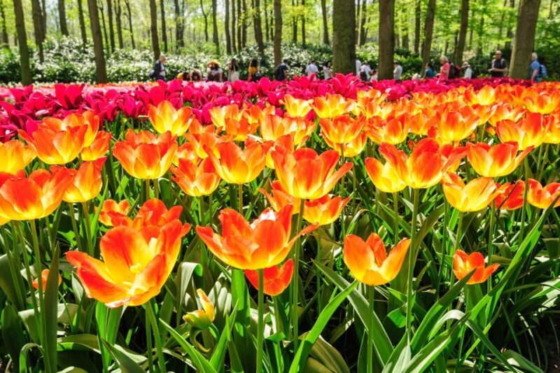 From Amsterdam: Keukenhof Tulips, Windmills & Volendam - Practical Considerations