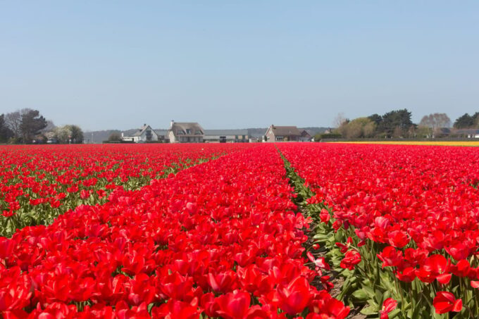 From Amsterdam: Private Day Trip to Keukenhof & De Tulperij - Transportation Details