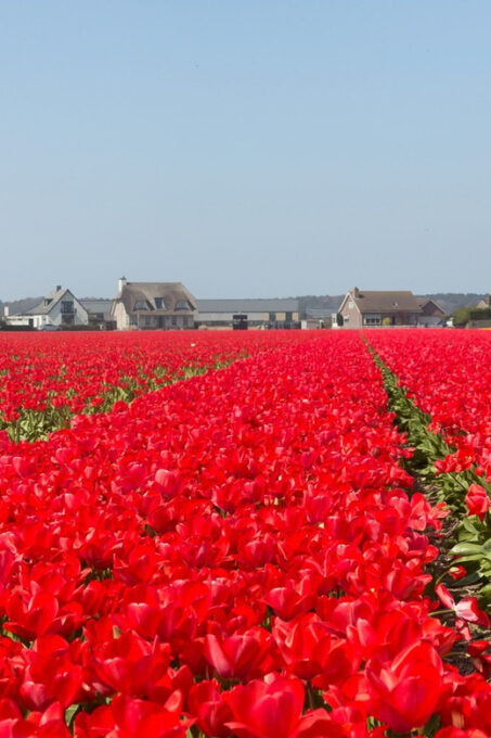 From Amsterdam: Private Day Trip to Keukenhof & De Tulperij - Frequently Asked Questions