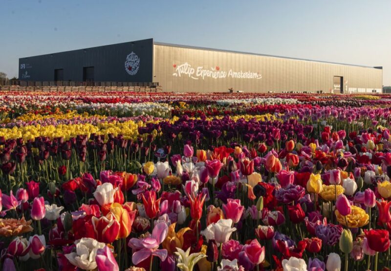 From Amsterdam: Private Keukenhof and Tulip Experience Tour - Exploring Keukenhof Park