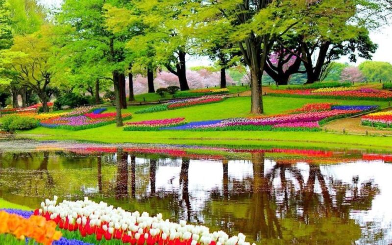 From Amsterdam: Private Keukenhof and Tulip Experience Tour - Customer Reviews