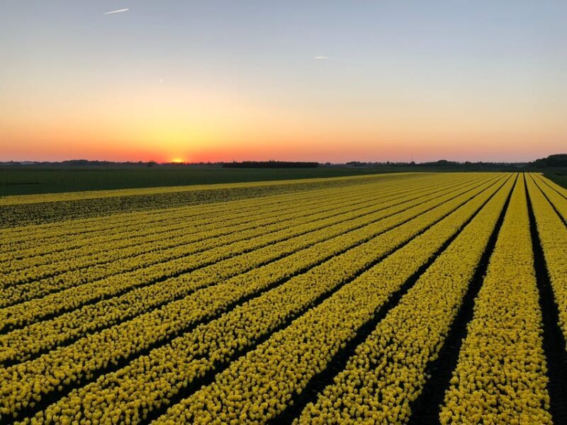From Amsterdam: The Tulip Sunset Tour with Dinner - Final Thoughts: Is This Tour for You?