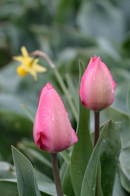 From Amsterdam: Tulip Fields of Holland Tour - Key Points