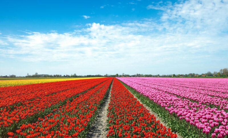 From Amsterdam: Tulip Fields of Holland Tour - Exploring the Itinerary in Detail