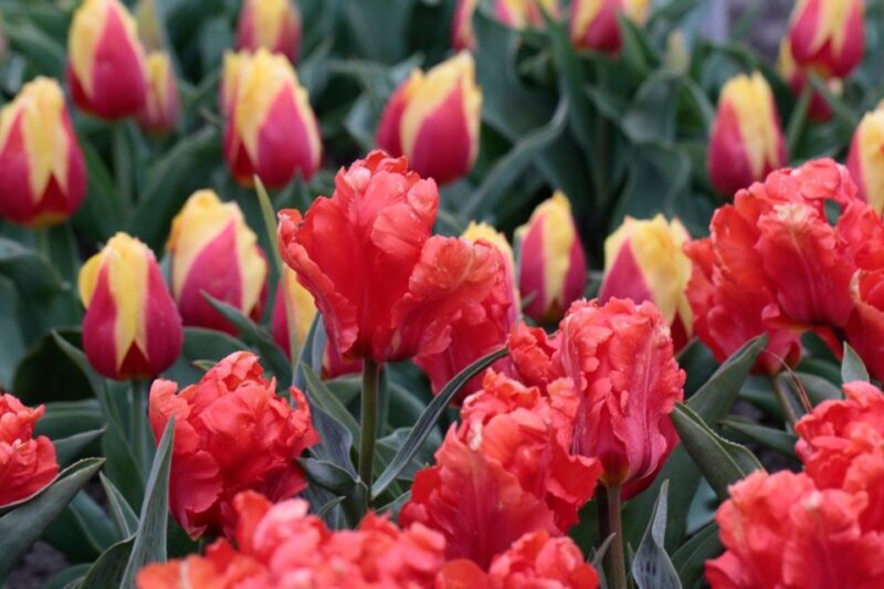 From Amsterdam: Tulip Fields of Holland Tour - Final Thoughts: Who Will Love This Tour?
