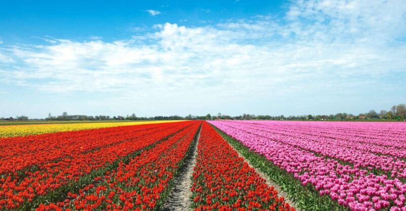 From Amsterdam: Tulip Fields of Holland Tour - FAQ