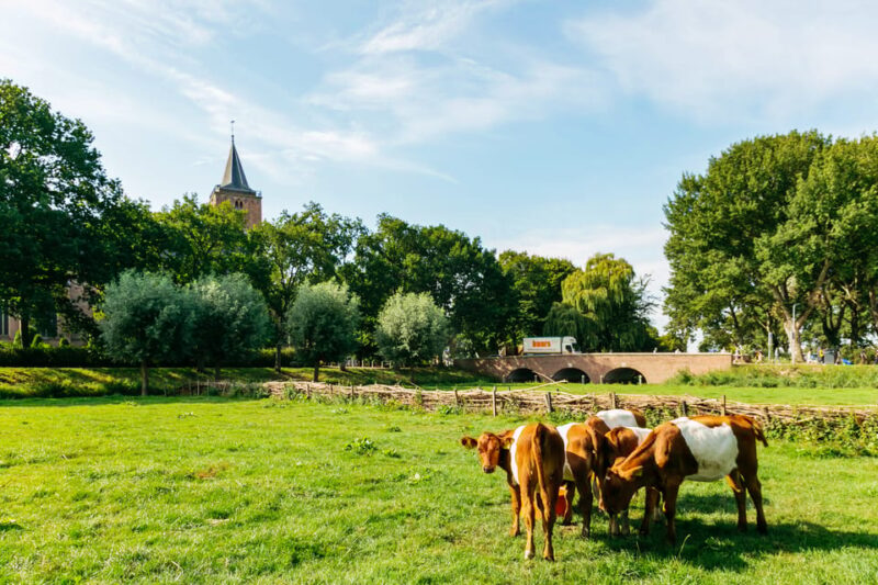 From Amsterdam: Zaanse Schans, Edam, & Marken Full-Day Trip - Inclusions and Exclusions