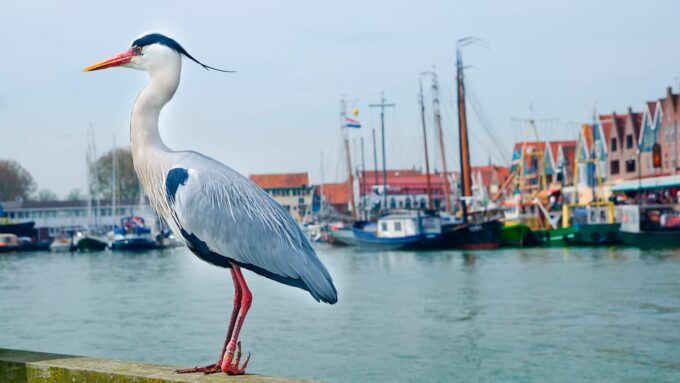 From Amsterdam: Zaanse Schans, Edam, Volendam, & Marken Tour - Frequently Asked Questions