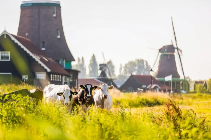 From Amsterdam: Zaanse Schans, Volendam, and Marken Day Trip - Reviews and Ratings