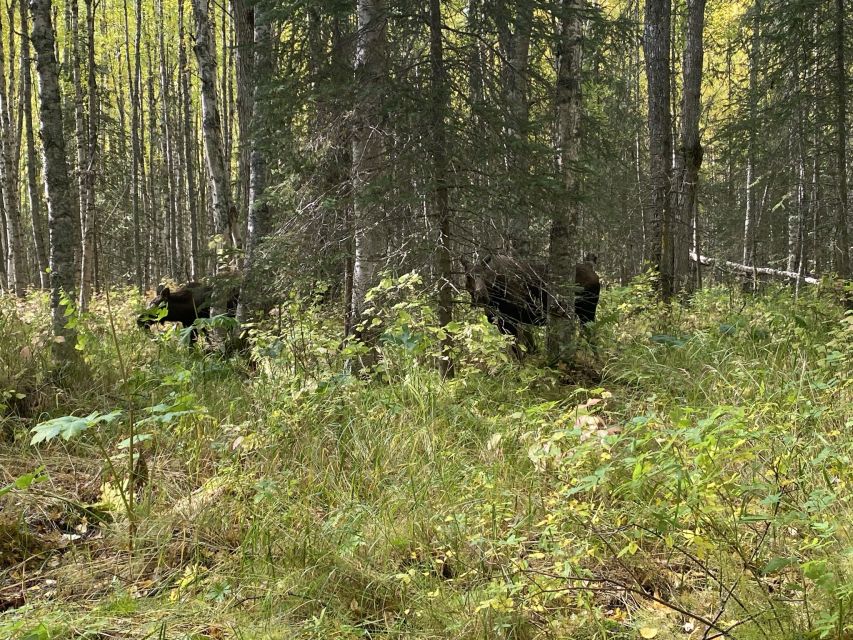 From Anchorage: Chugach State Park Walk With Naturalist - Included in the Tour