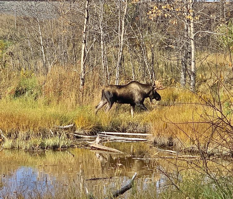 From Anchorage: Chugach State Park Walk With Naturalist - Getting to the Trailhead