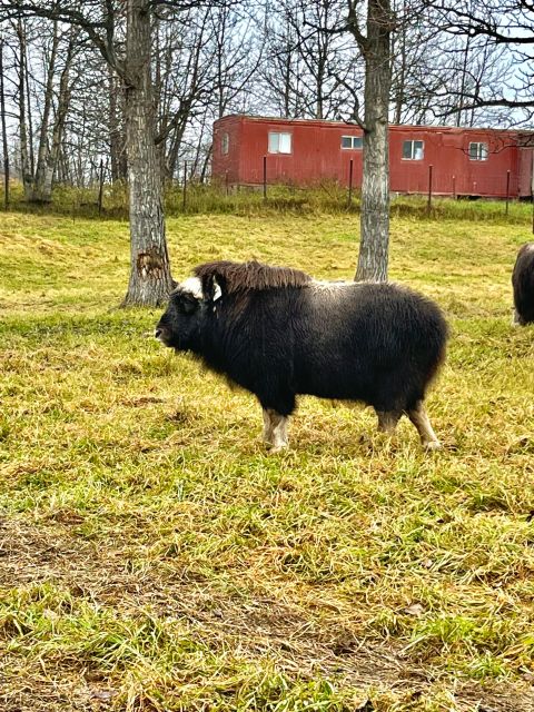 From Anchorage: Scenic Drive and Guided Musk Ox Farm Tour - Key Points