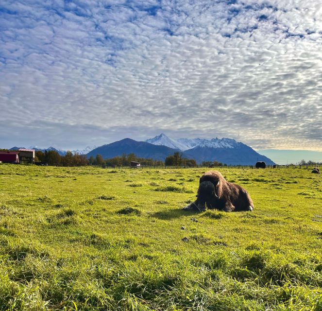 From Anchorage: Scenic Drive and Guided Musk Ox Farm Tour - Sustainable Musk Ox Domestication