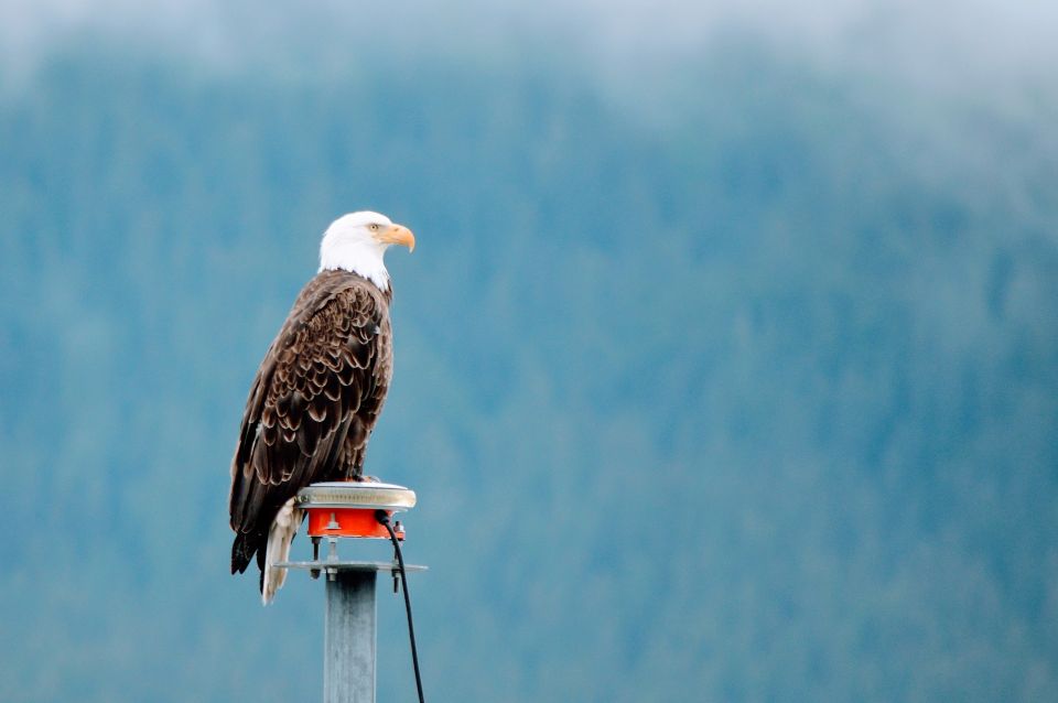 From Anchorage: Turnagain Arm and Wildlife Center Tour - Wildlife Conservation Center