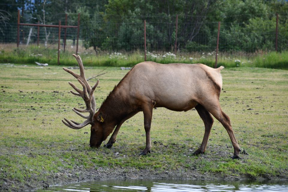 From Anchorage: Valley of Glaciers & Wildlife Center Tour - Pricing Details