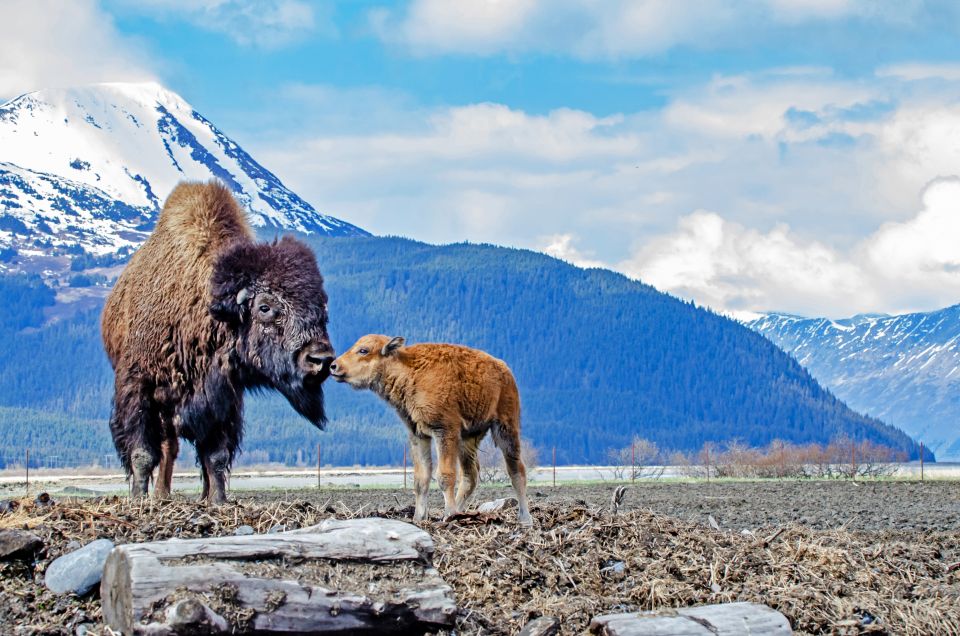 From Anchorage: Valley of Glaciers & Wildlife Center Tour - Included Activities