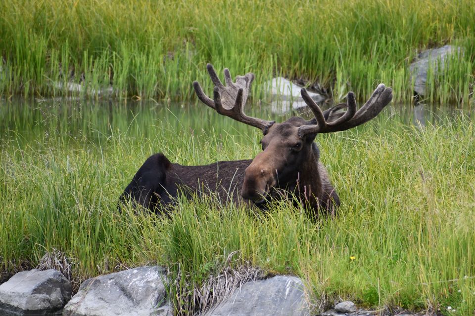 From Anchorage: Valley of Glaciers & Wildlife Center Tour - Sightseeing at Beluga Point
