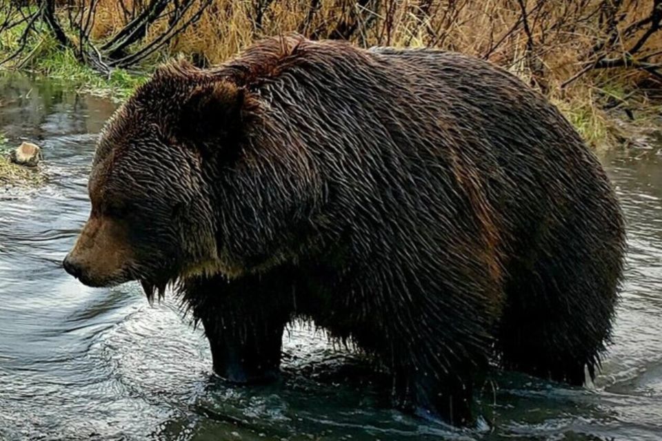 From Anchorage: Wilderness, Wildlife, & Glacier Experience - Wildlife Spotting Opportunities