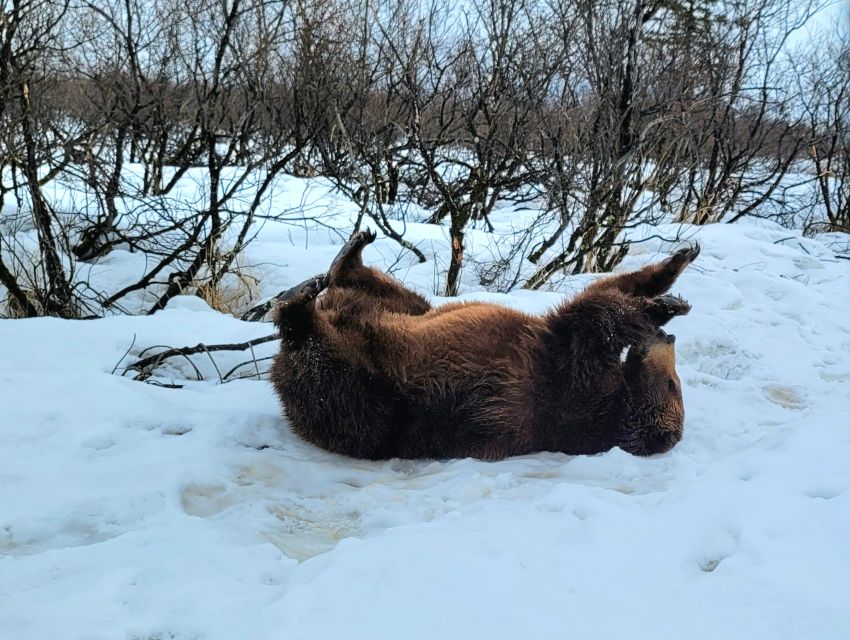 From Anchorage: Wilderness, Wildlife, & Glacier Experience - Complimentary Photo Lessons