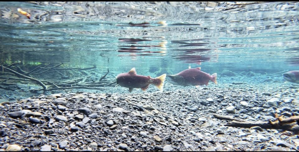 From Anchorage: Wilderness, Wildlife, & Glacier Experience - Duration and Meeting Point
