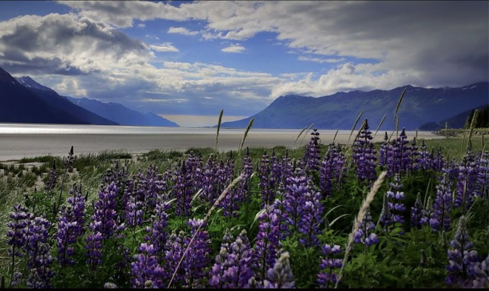 From Anchorage: Wilderness, Wildlife, & Glacier Experience - Frequently Asked Questions