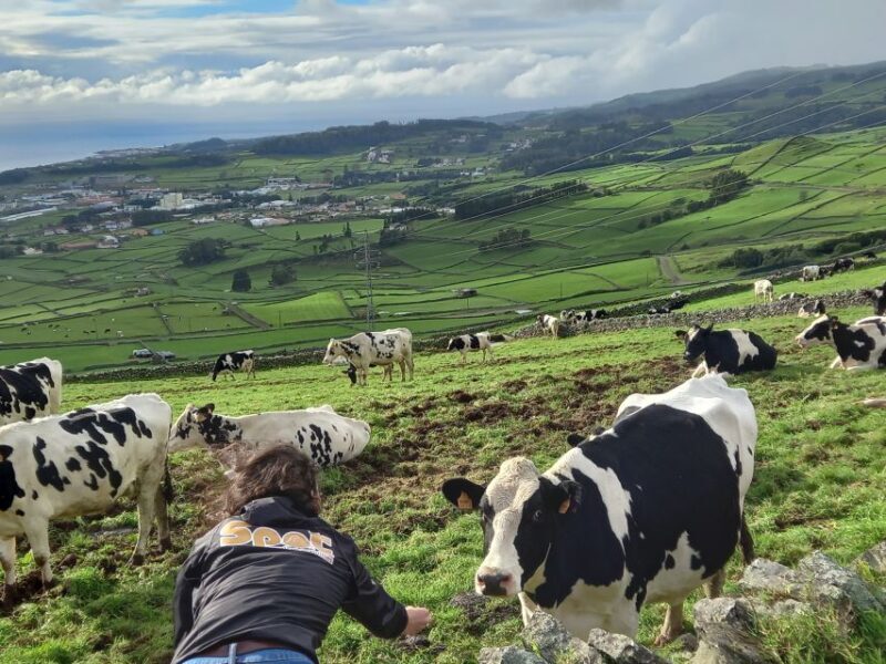 From Angra: Terceira Island Half-Day Tour (Shared Tour) - FAQ