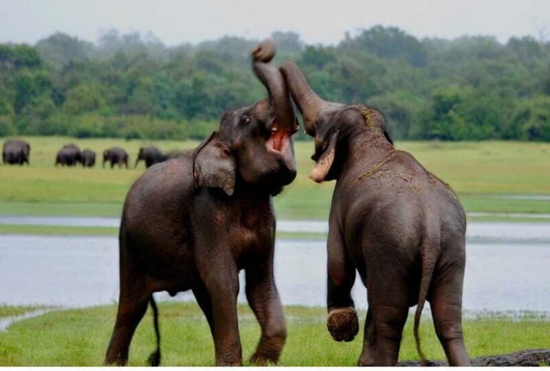 From Anuradhapura: All Inclusive Full Day Safari at Wilpattu - FAQ