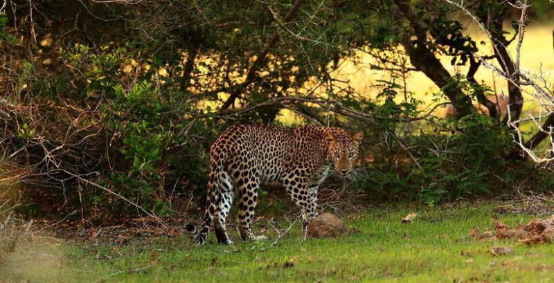 From Anuradhapura: Full Day Wilpattu's Wild Wonders -Private - What We Like About This Tour