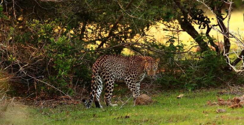 From Anuradhapura: Full Day Wilpattu's Wild Wonders -Private - Final Thoughts