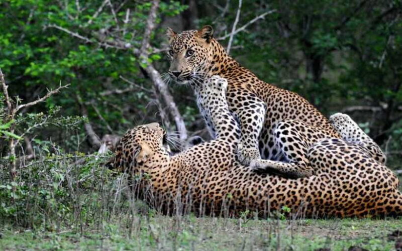 From Anuradhapura: Full Day Wilpattu's Wild Wonders -Private - FAQ