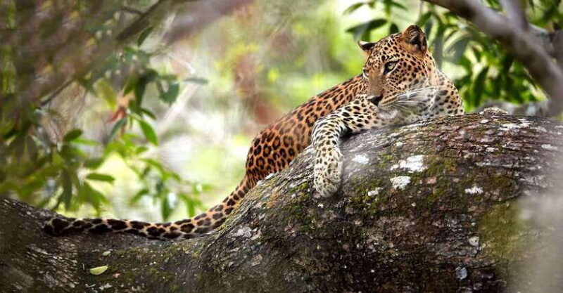From Anuradhapura: Wilpattu National Park Half-Day Safari - FAQ