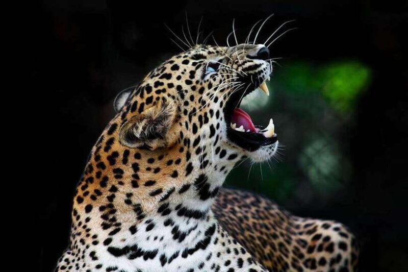 From Anuradhapura:Wilpattu Full-Day Wildlife Safari. - From Anuradhapura: Wilpattu Full-Day Wildlife Safari – A Journey into Sri Lanka’s Wilderness