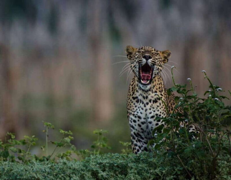 From Anuradhapura:Wilpattu Full-Day Wildlife Safari. - An Introduction to the Wilpattu Safari Experience