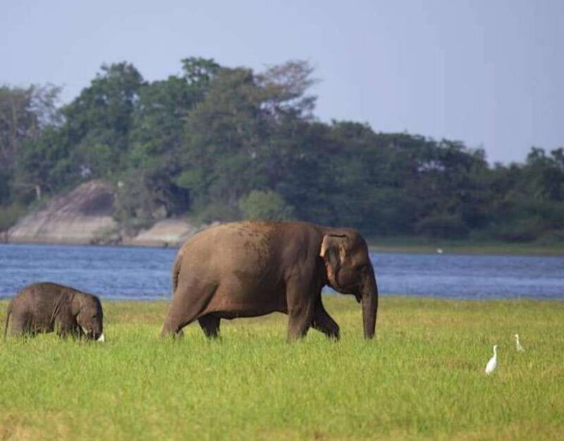From Anuradhapura:Wilpattu Full-Day Wildlife Safari. - Authentic Experiences and Traveler Feedback