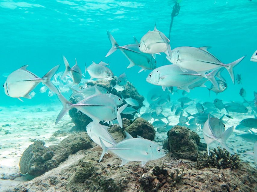 From Ao Nang: Similan Islands Boat Trip With Transfer & Food - Exploring the Islands