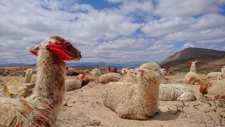 From Arequipa: 2 Day Tour Colca Canyon Ending in Puno - Frequently Asked Questions