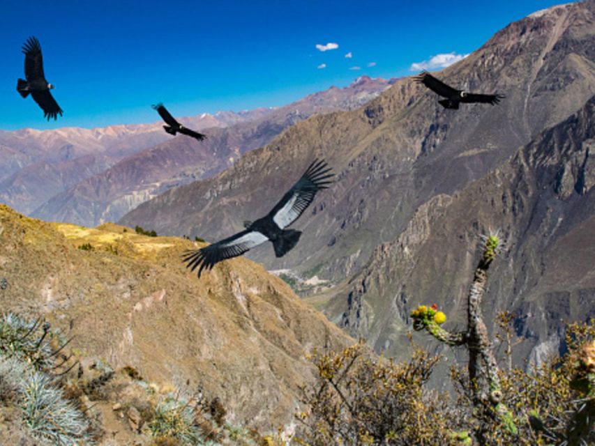 From Arequipa | Chivay and Colca Canyon Full Day Tour - Key Points