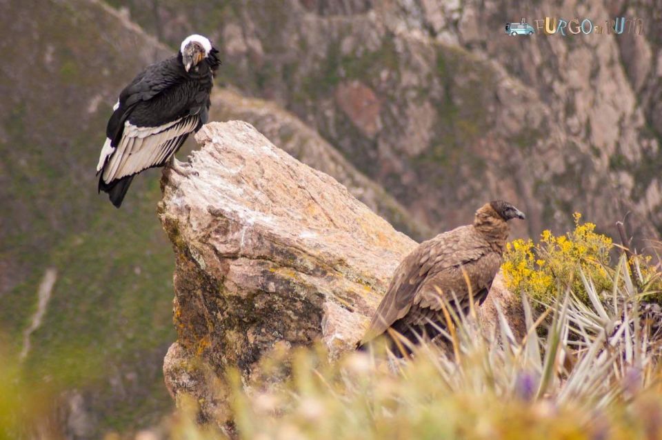 From Arequipa: Colca Canyon 2-Days Ending in Arequipa - Customer Feedback