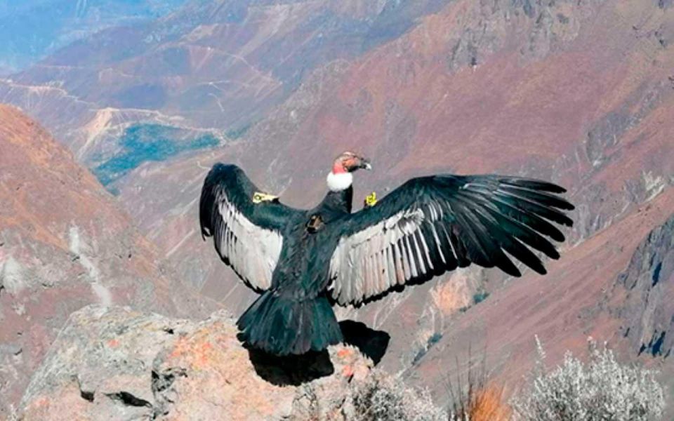 From Arequipa: Colca Canyon + Hotel Tour of 2d/1n - Booking Information