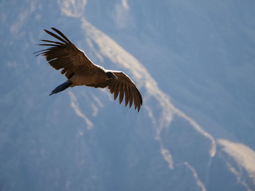 From Arequipa: Colca Canyon & La Calera Thermal Waters - Travel Tips for Visitors