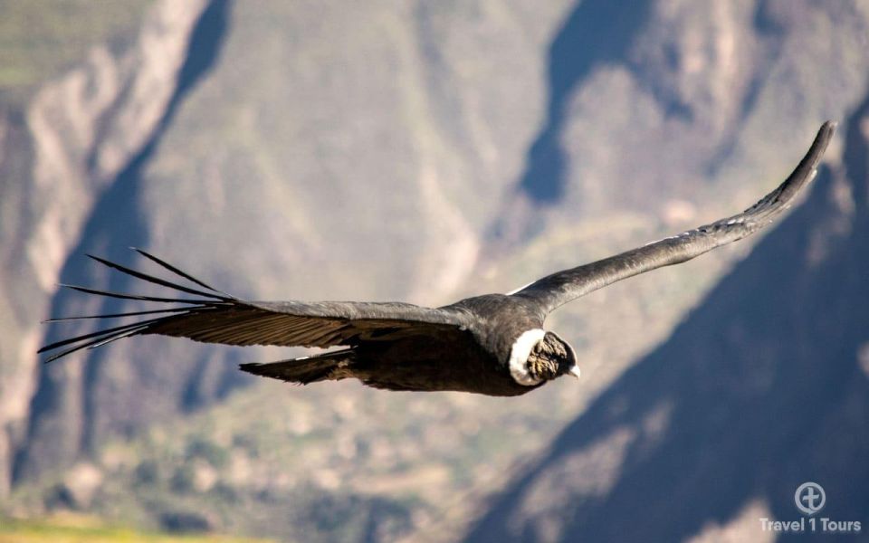 From Arequipa: Colca Canyon Tour 1 Day and Transfer to Puno - What to Bring
