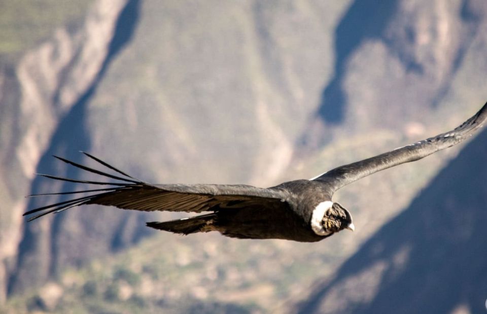 From Arequipa: Colca Canyon Tour 2 Day and Transfer to Puno - What to Bring
