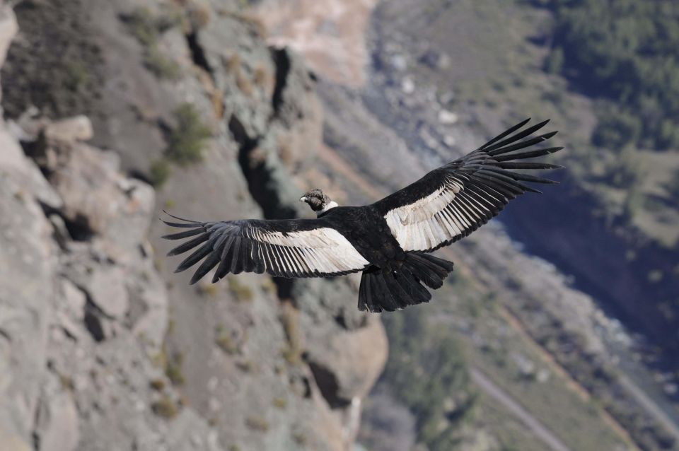 From Arequipa: Colca Valley 2-Days Ending in Puno - Key Points